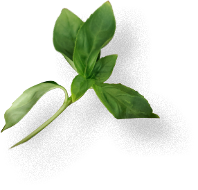 Pizza Topoľčany: Margharitta, Quattro Formaggi, Šunková, Vegetariana, Sedliacka, Al Pollo, Prosciutto, Mexicana, Tuniaková a Pizza štangle. Grilované kura, Zapekačky, Vyprážaný syr s hranolkami